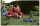 Mattel Jurassic World: Die Wiedergeburt Gigantic Thrashers Eotriceratops Dinosaurier-Spielzeugfigur, große Dinosaurierspezies, mit zwei akitvierbaren Wutattacken, digitales Spiel, JGB93